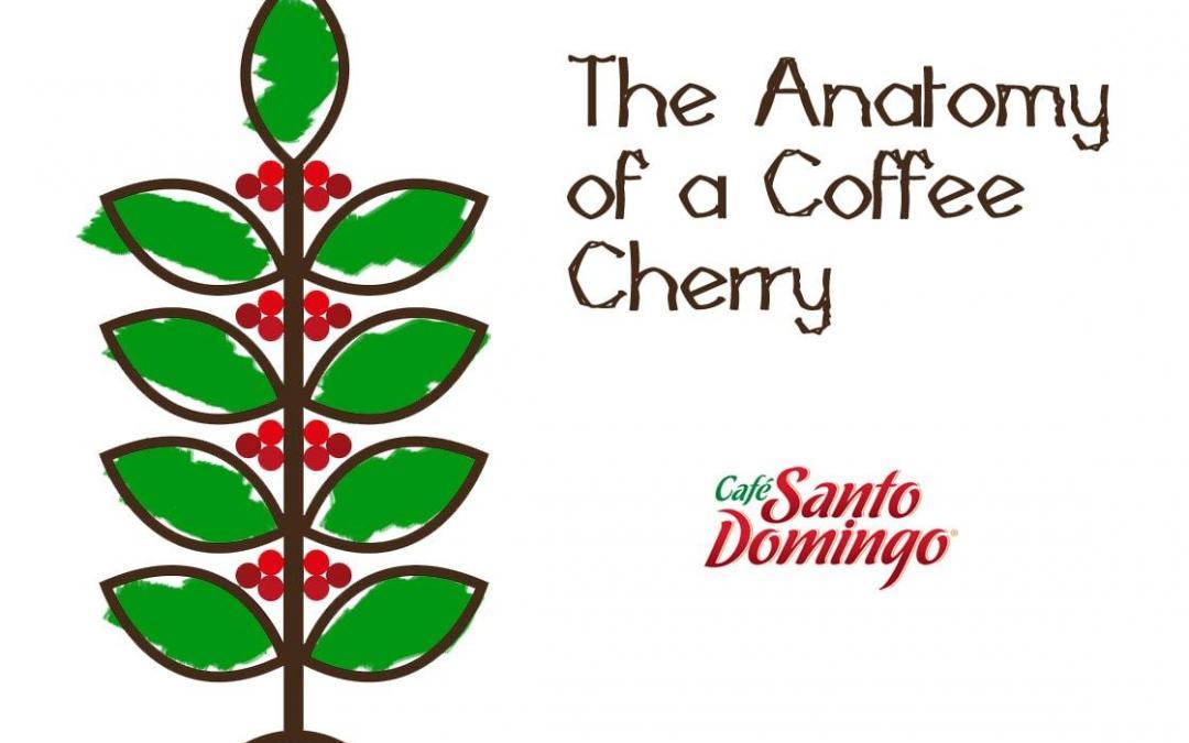 The Anatomy of a Coffee Cherry