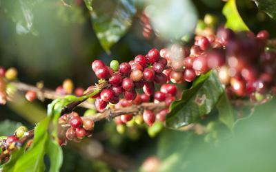 Dominican Coffee: The Caribbean’s Greatest Export