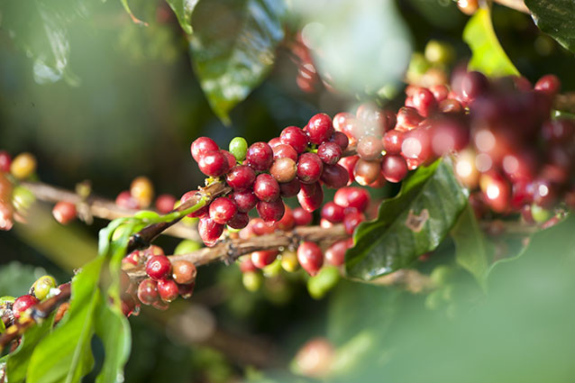 Dominican Coffee: The Caribbean’s Greatest Export